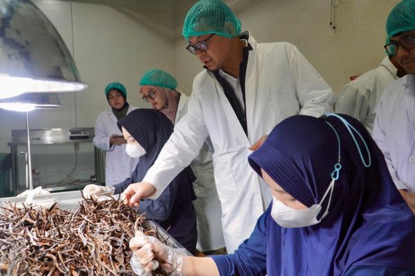 Bapanas, Pastikan Keamanan Pangan Rempah Ekspor, melalui Pengawasan Pre-Market